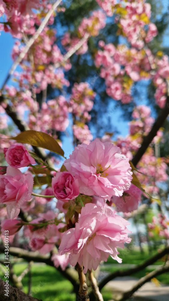 Sakura blossom against a bright blue sky. Beautiful pink sakura flowers. View of flowers from the bottom up. Spring background. Cherry blossom in the park. Nature background