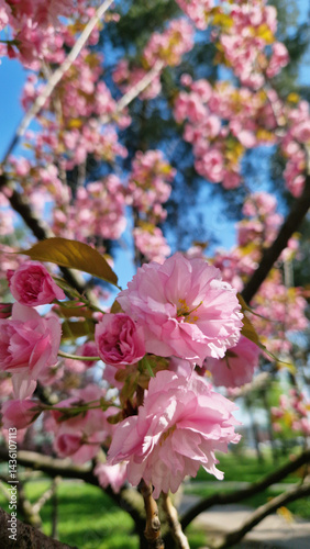 Sakura blossom against a bright blue sky. Beautiful pink sakura flowers. View of flowers from the bottom up. Spring background. Cherry blossom in the park. Nature background