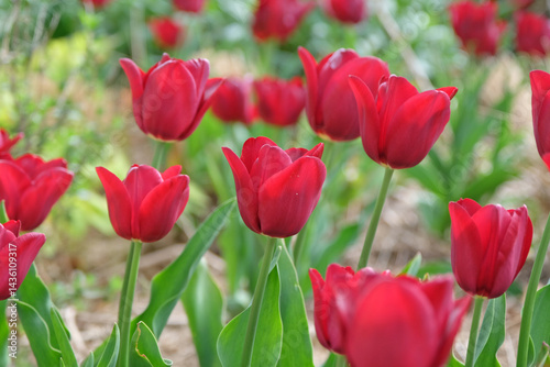 Rd triumph tulip, tulipa ‘Mascara’ in flower.