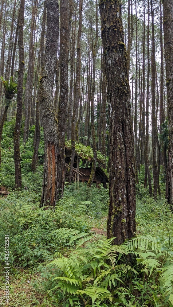 Fototapeta premium trees in the forest