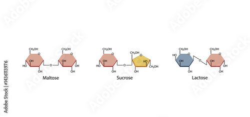 Disaccharides maltose, sucrose and lactose. Vector Illustration.