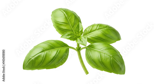 A luminous green basil sprig poised serenely against the infinite dark