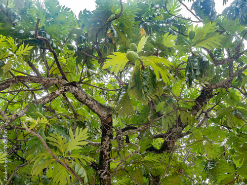 Breadfruit tree with fruits in the foliage , (Artocarpus altilis), tree of the mulberry and jackfruit family (Moraceae)