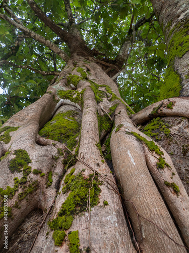 The trunk of Breadfruit tree with fruits in the foliage , (Artocarpus altilis), tree of the mulberry and jackfruit family (Moraceae)
