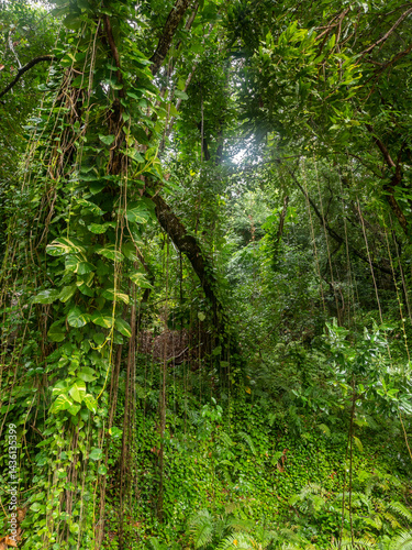 seychelles, tropical rainforest background, jungle foliage