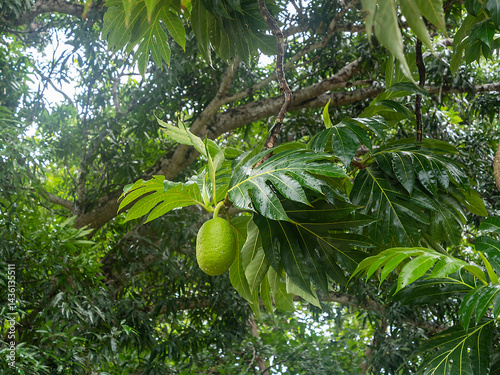 Breadfruit tree with fruits in the foliage , (Artocarpus altilis), tree of the mulberry and jackfruit family (Moraceae)