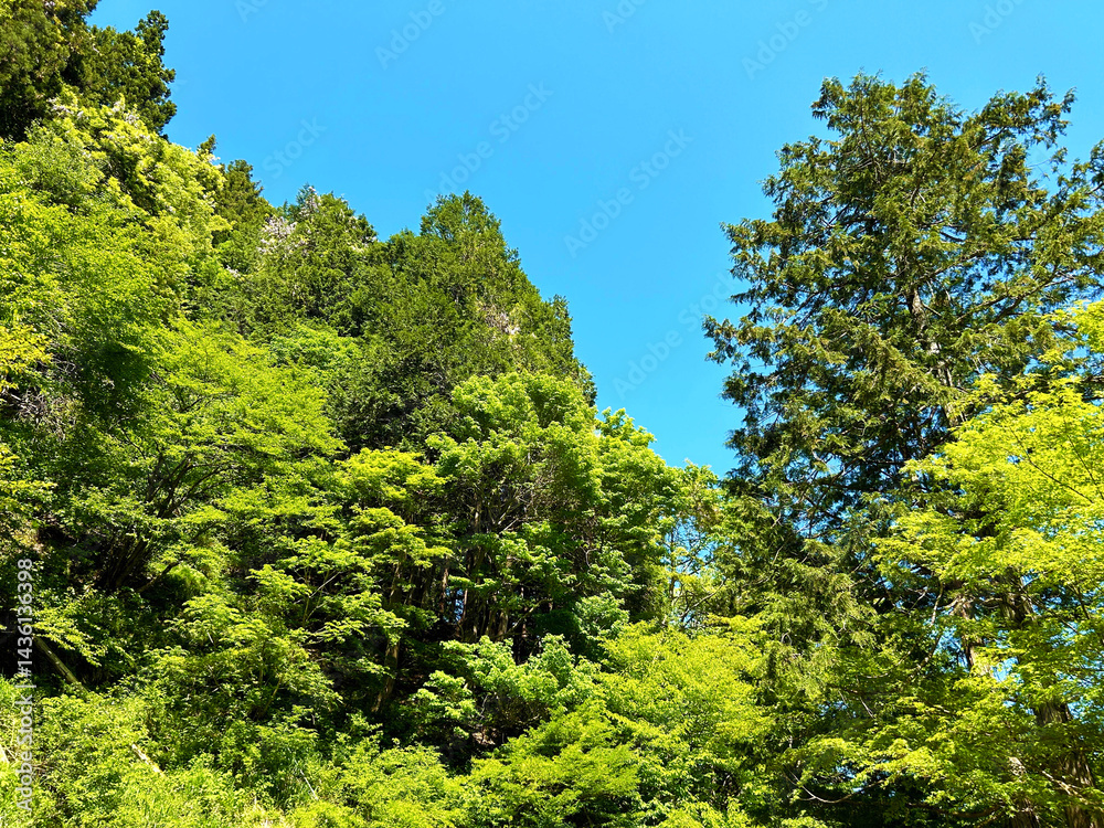 Obraz premium 青空と木々