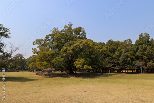 Trees in the field, Nara park