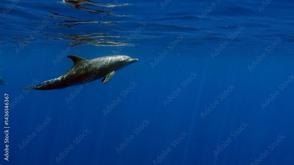 Fototapeta premium Dolphins are aquatic mammals of the cetacean infraorder, belonging either to the dolphin family. 