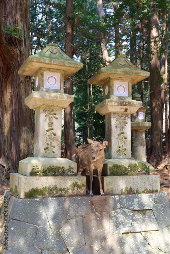 Deer waiting for food from tourists