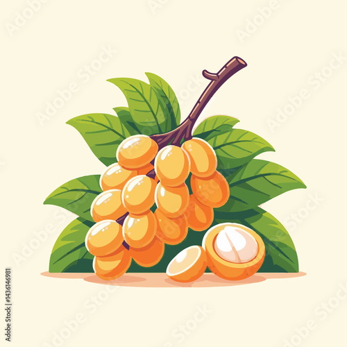 fruit, background, langsat, tropical, food, natural, healthy, ripe, fresh, sweet, delicious, agriculture, longkong, organic, tasty, closeup, thailand, nutrition, plant, diet, white, nature, juicy, iso
