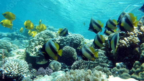 Fototapeta Naklejka Na Ścianę i Meble -  Colorful tropical fish on a coral reef, amazingly beautiful fairy world. In the coral gardens of the Red Sea.

