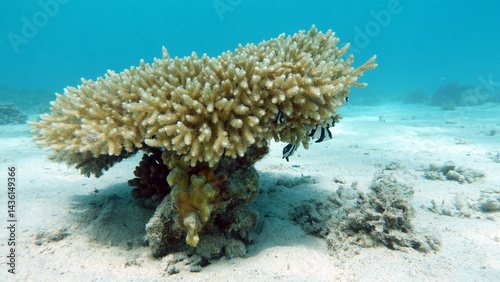 Fototapeta Naklejka Na Ścianę i Meble -  Colorful tropical fish on a coral reef, amazingly beautiful fairy world. In the coral gardens of the Red Sea.

