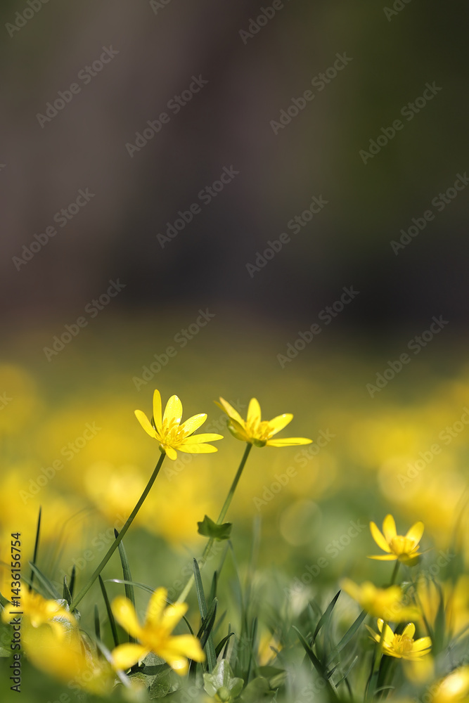 Fototapeta premium Close Up Of Bright Yellow Lesser Celandine (Ficaria Verna) Flowers Blooming In Grass. Shallow Depth Of Field, Soft Focus Background. Early Spring Wildflowers.