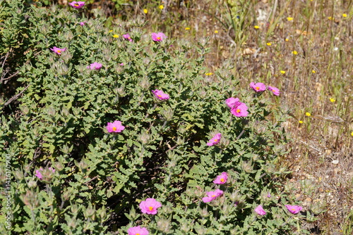 Curly Rockrose (Cistus crispus)
