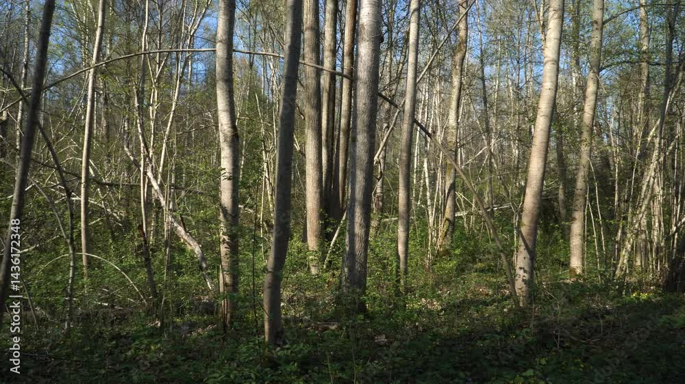 A panoramic scene reveals a dense forest thicket in spring, dotted with fallen trees and deciduous trunks. Untouched nature thrives alongside a winding hiking trail in vibrant greenery. A panoramic scene reveals a dense forest thicket in spring, dotted with fallen trees and deciduous trunks. Untouched nature thrives alongside a winding hiking trail in vibrant greenery.
