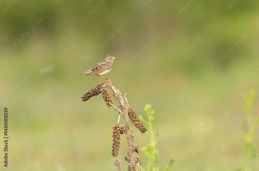 Skylark Alauda arvensis in close view in Bretagne, France