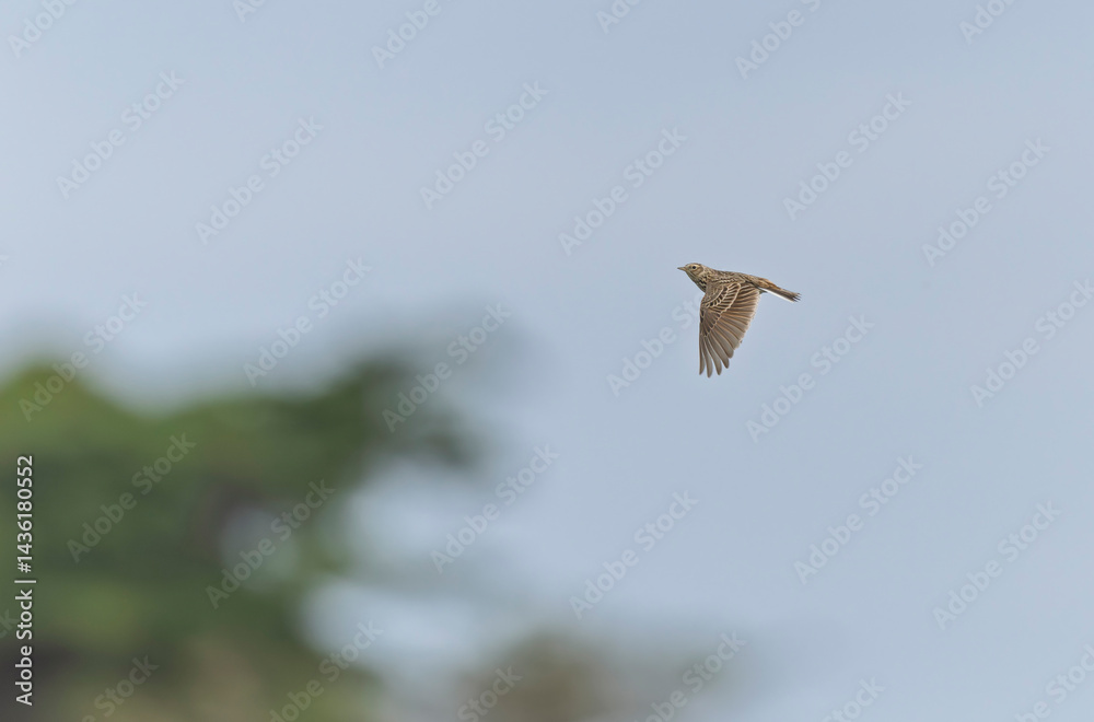 Skylark Alauda arvensis in close view in Bretagne, France