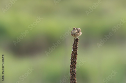 Obraz na płótnie Skylark Alauda arvensis in close view in Bretagne, France w salonie