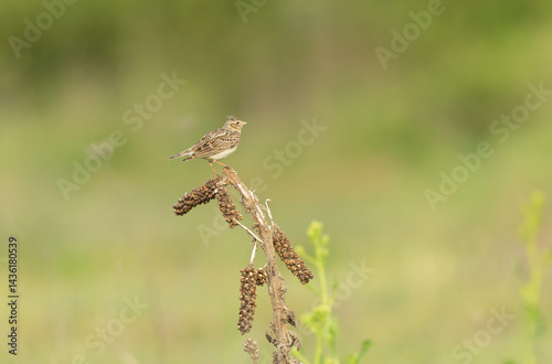 Obraz na płótnie Skylark Alauda arvensis in close view in Bretagne, France w salonie