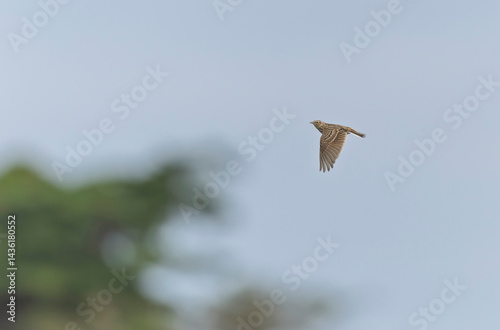 Obraz na płótnie Skylark Alauda arvensis in close view in Bretagne, France w salonie