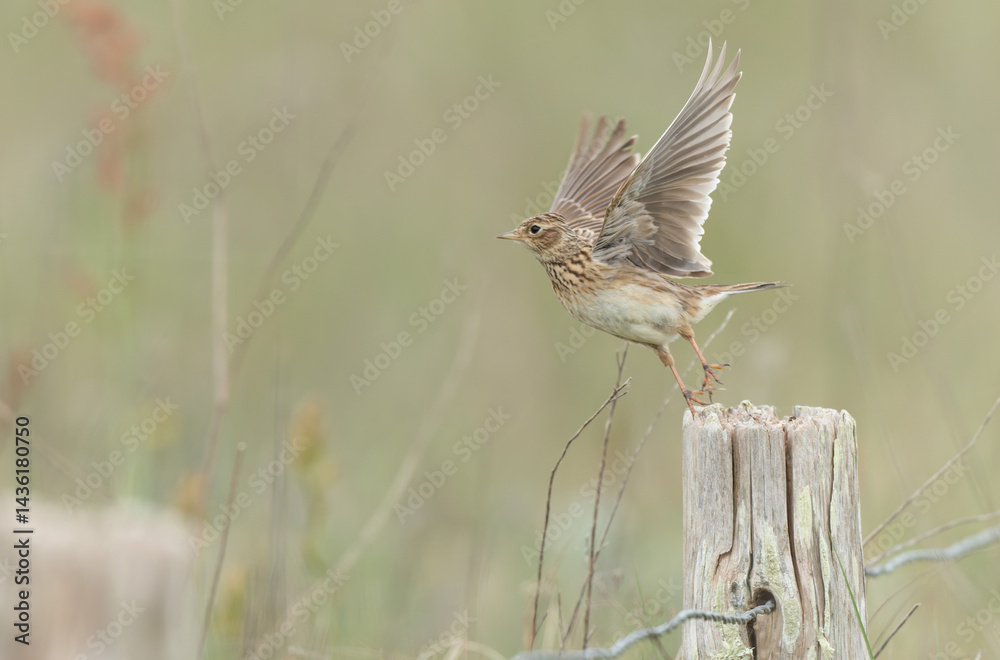 Skylark Alauda arvensis in close view in Bretagne, France