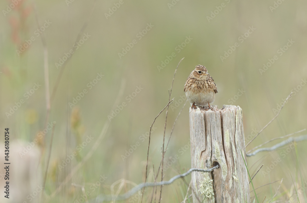 Skylark Alauda arvensis in close view in Bretagne, France