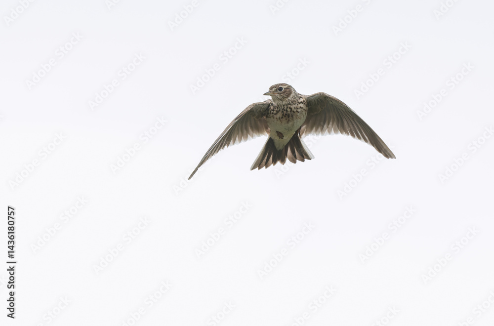 Skylark Alauda arvensis in close view in Bretagne, France