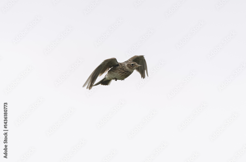 Skylark Alauda arvensis in close view in Bretagne, France