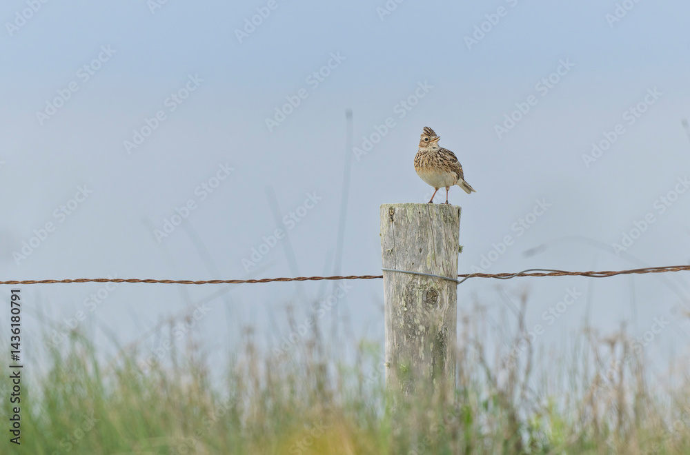 Skylark Alauda arvensis in close view in Bretagne, France