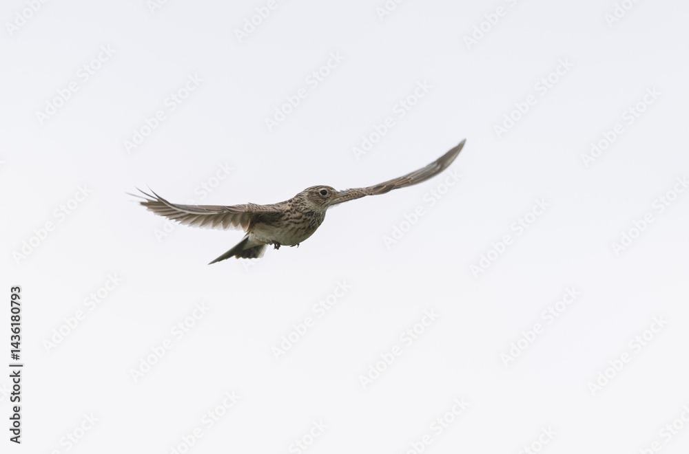 Skylark Alauda arvensis in close view in Bretagne, France