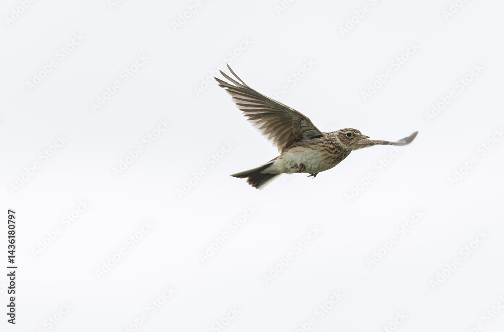 Skylark Alauda arvensis in close view in Bretagne, France