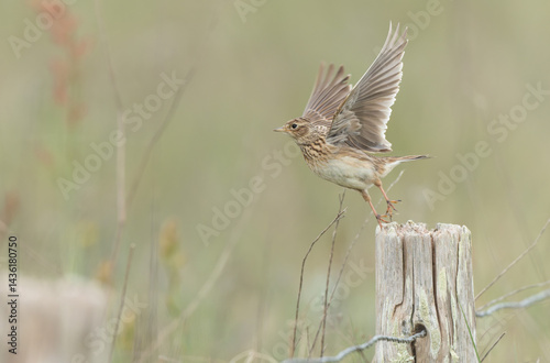 Obraz na płótnie Skylark Alauda arvensis in close view in Bretagne, France w salonie