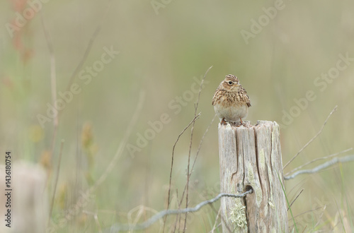 Skylark Alauda arvensis in close view in Bretagne, France