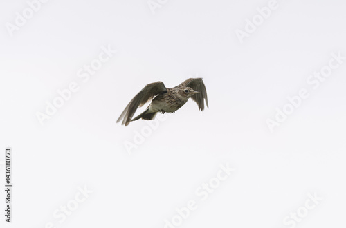 Obraz na płótnie Skylark Alauda arvensis in close view in Bretagne, France w salonie
