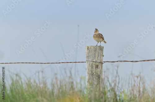 Obraz na płótnie Skylark Alauda arvensis in close view in Bretagne, France w salonie