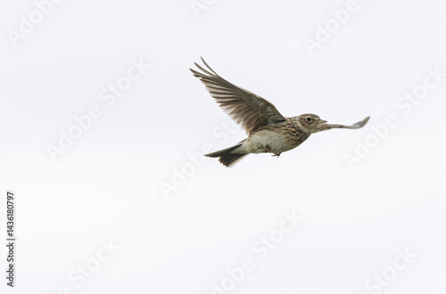 Obraz na płótnie Skylark Alauda arvensis in close view in Bretagne, France w salonie
