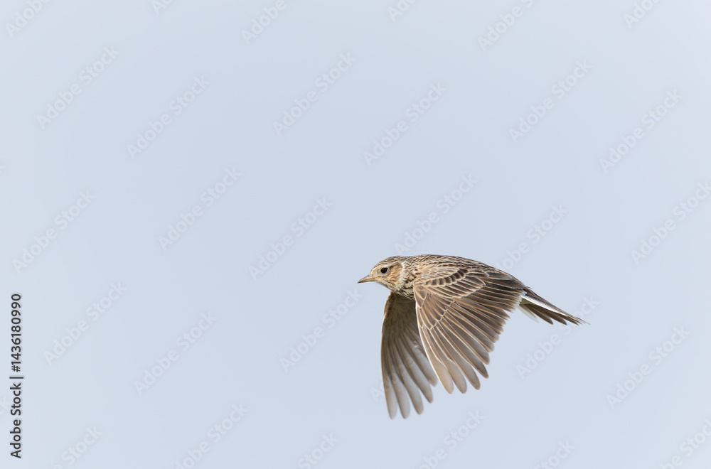 Skylark Alauda arvensis in close view in Bretagne, France
