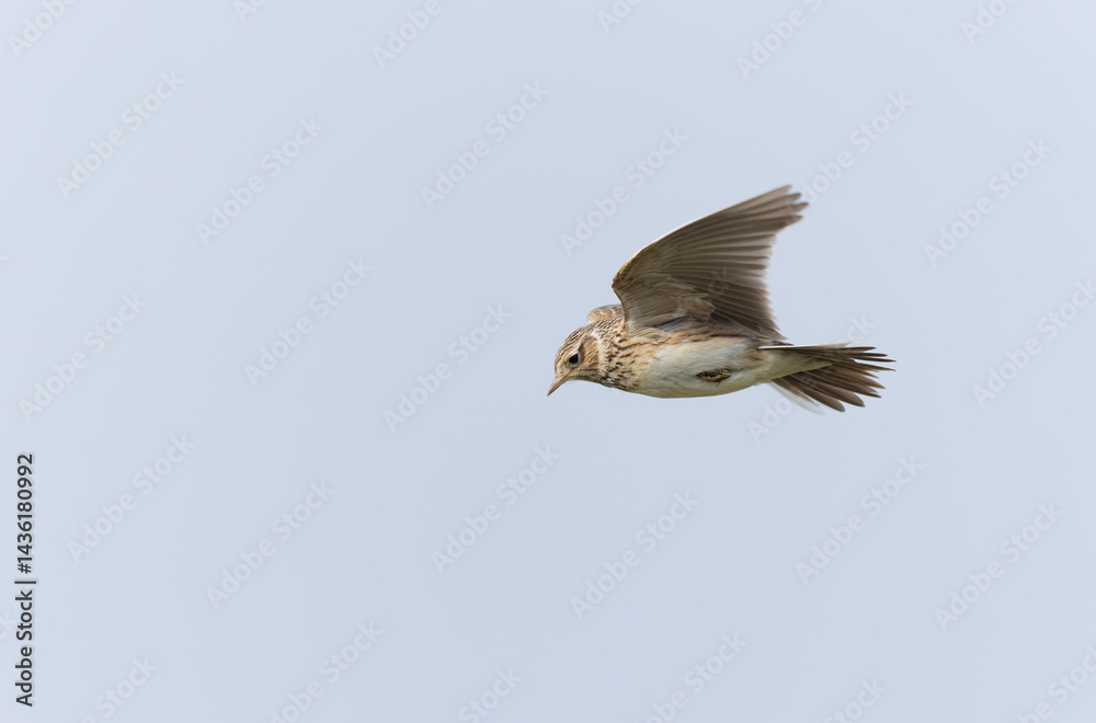 Skylark Alauda arvensis in close view in Bretagne, France
