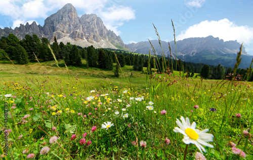 Fototapeta Naklejka Na Ścianę i Meble -  Beautiful scenery of Dolomites in summertime with view of majestic Peitlerkofel ( Sass de Putia ) Mountain in background & lovely wild flowers blooming on green grassy meadows in South Tyrol, Italy
