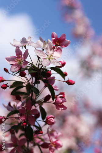 Apple tree blossoming against blue sky. Beautiful pink flowers of ornamental apple tree. Flowers close-up. Spring background. Blooming apple tree in the park. Peaceful nature background