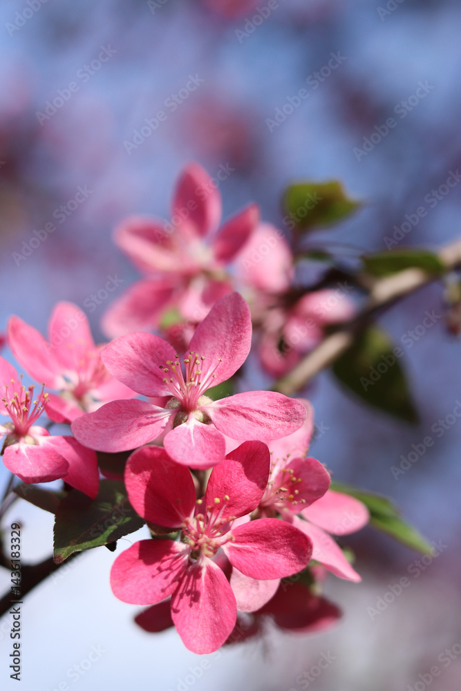 Apple tree blossoming against blue sky. Beautiful pink flowers of ornamental apple tree. Flowers close-up. Spring background. Blooming apple tree in the park. Peaceful nature background
