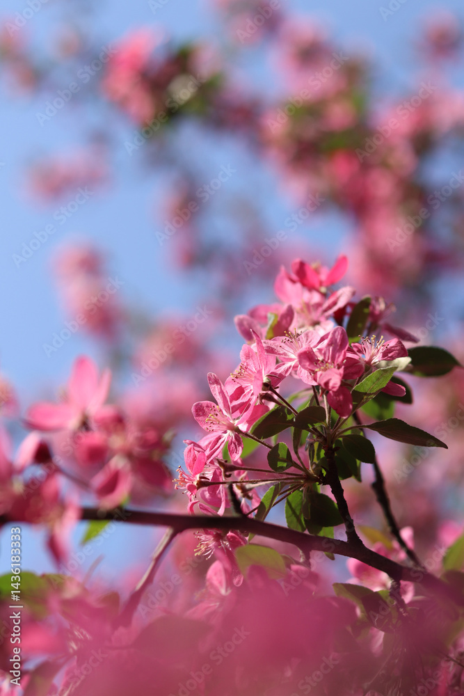 Apple tree blossoming against blue sky. Beautiful pink flowers of ornamental apple tree. Flowers close-up. Spring background. Blooming apple tree in the park. Peaceful nature background