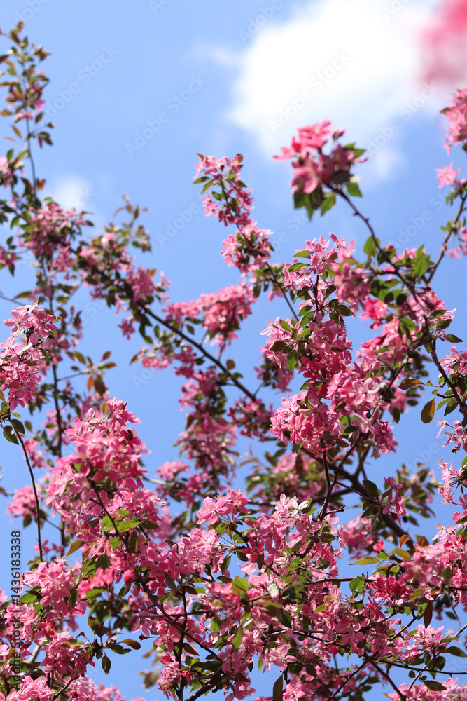 Apple tree blossoming against blue sky. Beautiful pink flowers of ornamental apple tree. Flowers close-up. Spring background. Blooming apple tree in the park. Peaceful nature background