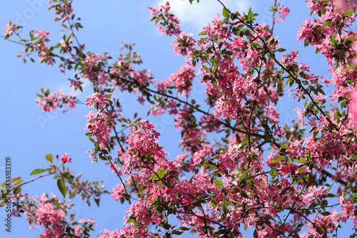 Obraz na płótnie Apple tree blossoming against blue sky. Beautiful pink flowers of ornamental apple tree. Flowers close-up. Spring background. Blooming apple tree in the park. Peaceful nature background w salonie