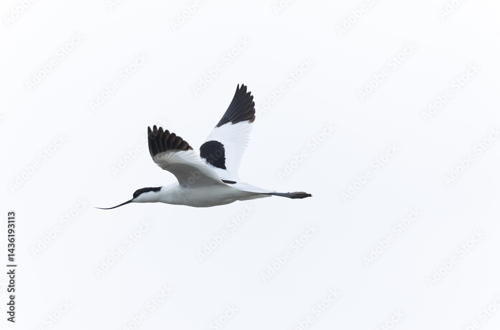 Pied avocet Recurvirostra avosetta in a marsh in Brittany