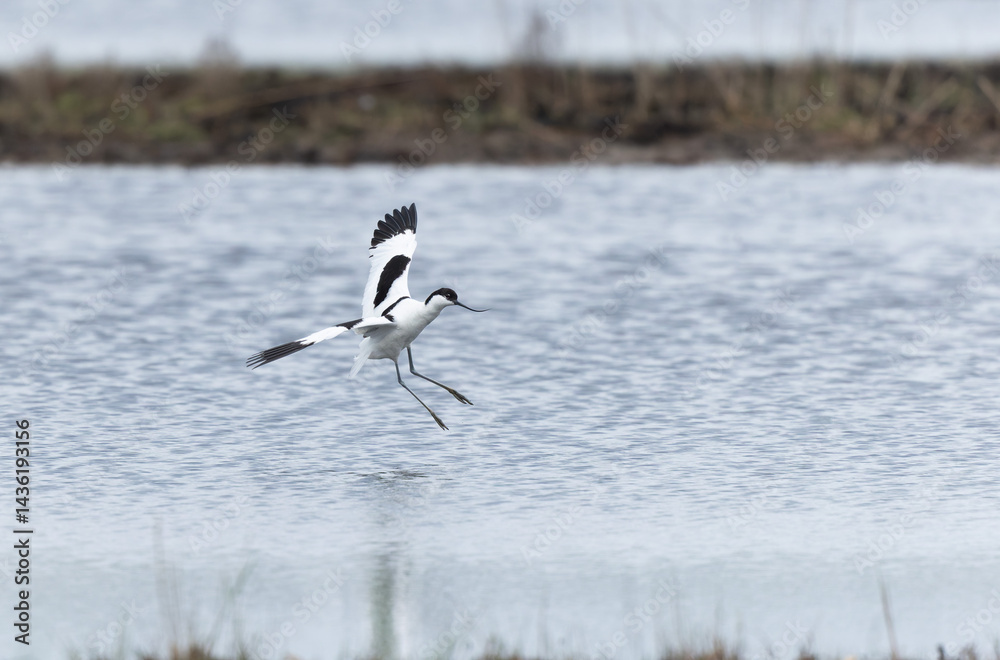 Pied avocet Recurvirostra avosetta in a marsh in Brittany