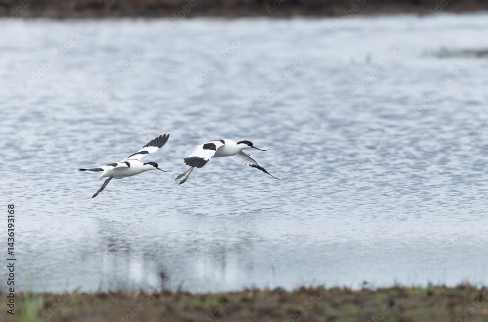 Pied avocet Recurvirostra avosetta in a marsh in Brittany