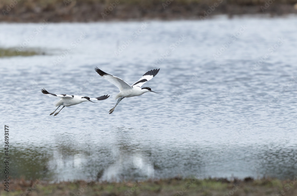 Pied avocet Recurvirostra avosetta in a marsh in Brittany