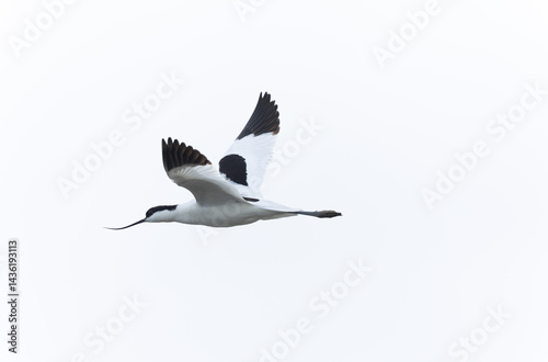 Obraz na płótnie Pied avocet Recurvirostra avosetta in a marsh in Brittany w salonie
